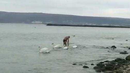 Лебедите в морето във Варна не трябва да бъдат хранени