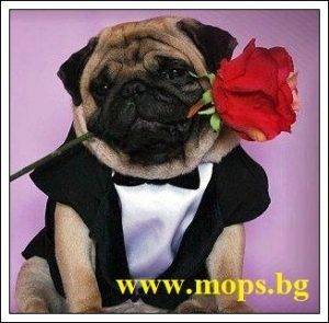 Мопс е куче за обичане Вземете го от Мопс България