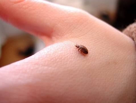 Дървениците са упорити и трудни за унищожаване