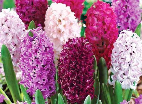 8-ми Март във Върнячка Баня