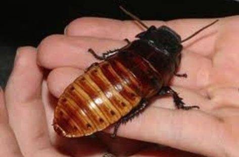 Има ли хлебарки във вашия дом? Ето какви са причините