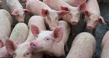 БАБХ потвърди огнище на АЧС в индустриална ферма в с. Никола Козлево