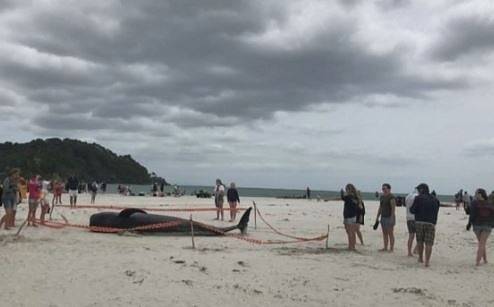 Хиляди спасяваха китове, заседнали на плаж в Нова Зеландия