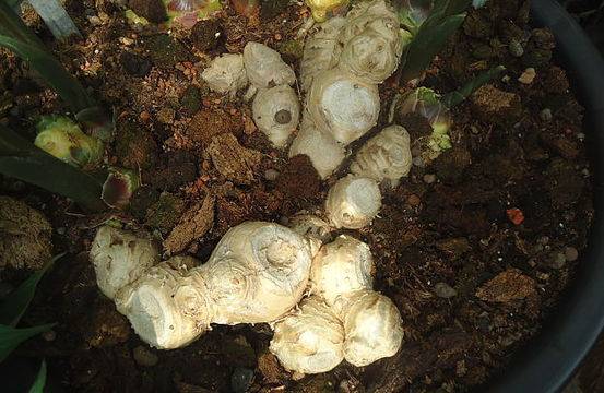 Джинджифил