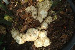 Джинджифил