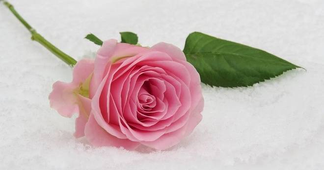 За розите и търговските марки – решение на Общия съд на ЕС