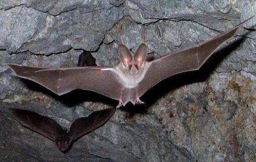 Започна теренният мониторинг на бозайниците в България