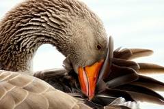 Най-сексуалният паток на света и краят на достойнството му