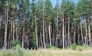 Държавата си търси 80 млн. лв. от неизгодни заменки на гори