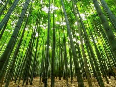 Бамбукът като заместител на стоманата