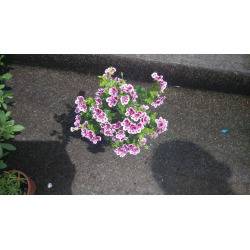 градински цветя за балкони – Цветя и градина – всичко за цветята и градината