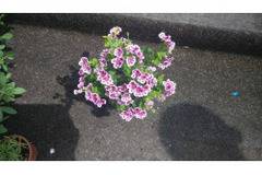 градински цветя за балкони – Цветя и градина – всичко за цветята и градината