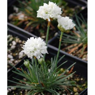 Armeria white бяла армерия