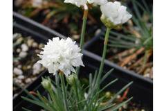 Armeria white бяла армерия