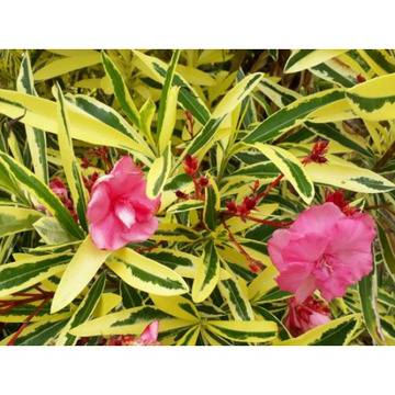 Зокум Nerium oleander пъстролистен