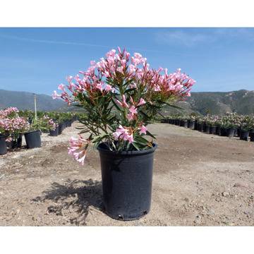 Зокум Nerium oleanderц бледоров