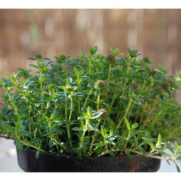 Satureja Чубрица – Цветя и градина – всичко за цветята и градината