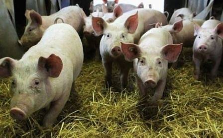От днес влизат в сила новите изисквания за биосигурност при свиневъдството
