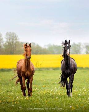 Промоция урок по конна езда за двама