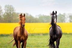 Промоция урок по конна езда за двама