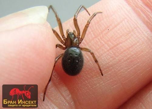 Най-срещаните паяци в българските домове