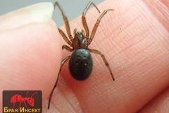 Най-срещаните паяци в българските домове