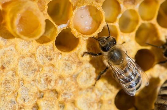 Класация на топ пчелните продукти