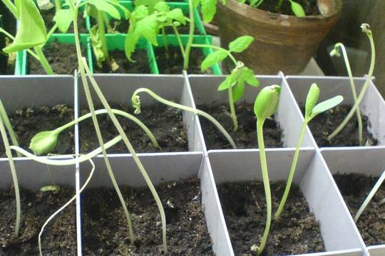 Какво причинява полягане и изтъняване на разсада и как да се справим?