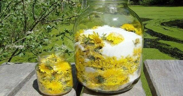 Времето на глухарчето идва-Златни рецепти с глухарче в помощ за всякакви болести