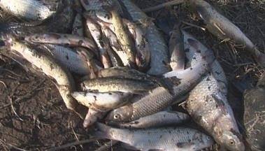 В Пловдивско предупредиха да не се купува сладководна риба