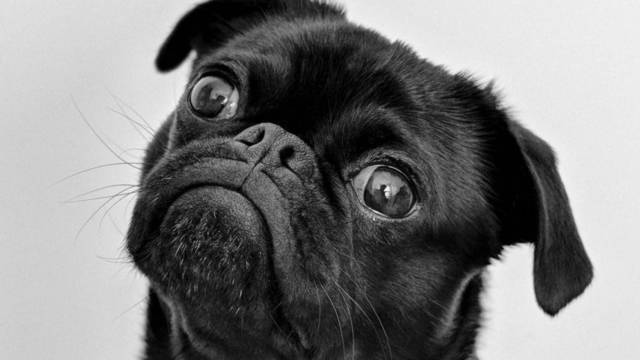 Вижте новото най-сърдито куче на света