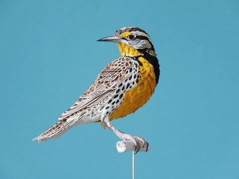 Реалистичните хартиени птици на Диана Ерера