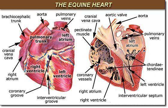 Сърцето на коня