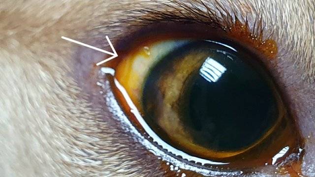 Паразити в очите?! Но как?