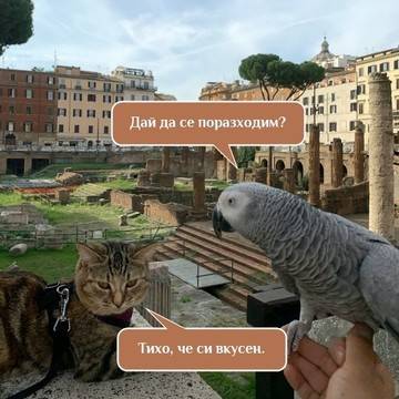 Котка и папагал пътуват по света (видео)