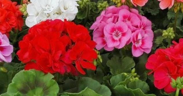 Домашно приготвена тинктура от мушкато лекува щитовидната жлеза