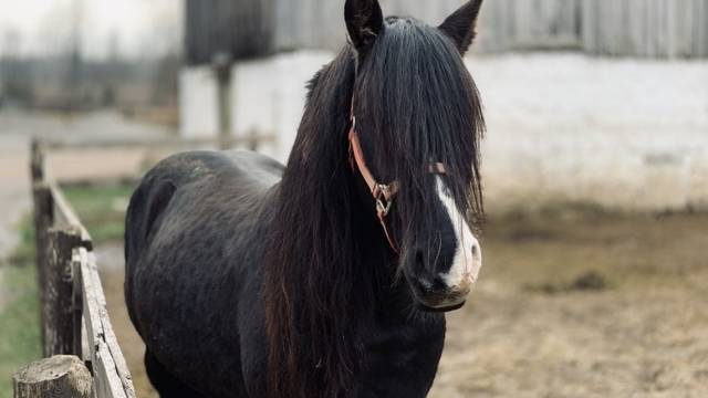 Дий, конче на Конски Великден