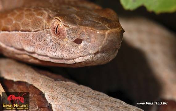 6 народни методи за борба срещу змиите
