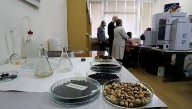 Може ли костилки от кайсии да ни предпазят от коронавируса?