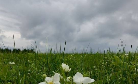 Днес максималните температури ще са между 12° и 17°. Започва застудяване и валежи