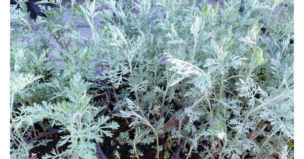 ИСТИНСКО ЧУДО В МЕДИЦИНАТА! Сладкият пелин убива раковите клетки, твърдят учени!