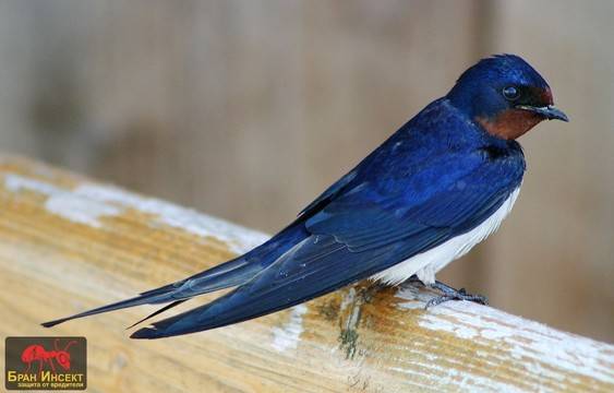 Полезно инфо за селската лястовица (Hirundo rustica) и препарат за безвредното й прогонване.