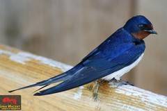 Полезно инфо за селската лястовица (Hirundo rustica) и препарат за безвредното й прогонване.