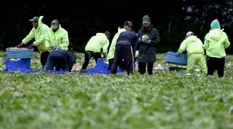 Германия ще приеме сезонни работници от България, въпреки кризата с COVID-19