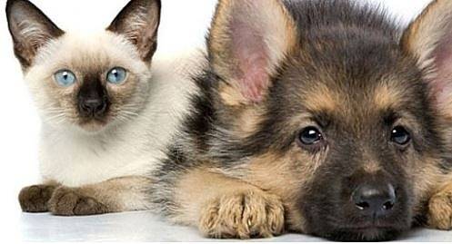 Кучетата и котките в Китай стават официално домашни любимци