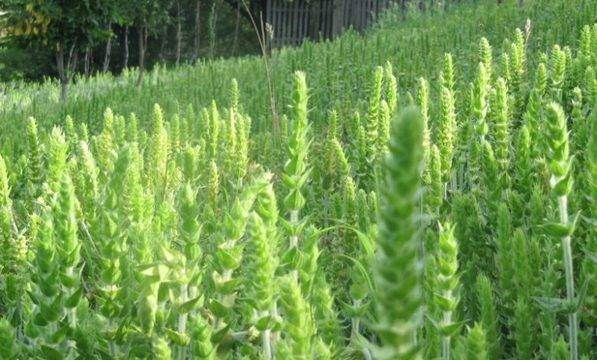 Ползите от Мурсалски чай – Билка Бг