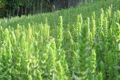 Ползите от Мурсалски чай – Билка Бг