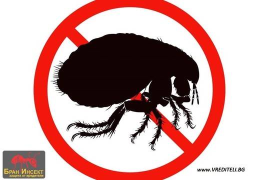 От какво бягат бълхите?