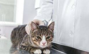 Две домашни котки в щата Ню Йорк с положителен резултат за COVID-19