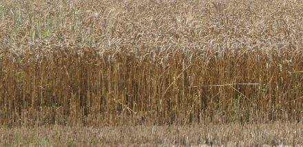 Състоянието на пшеничните посеви в Североизточна България е критично